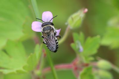  Megachile apicalis Spinola, 1808