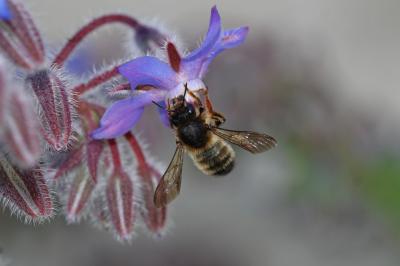  Megachile pyrenaica Lepeletier, 1841