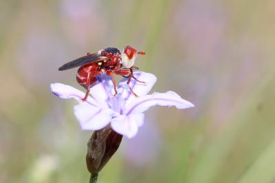  Myopa dorsalis Fabricius, 1794