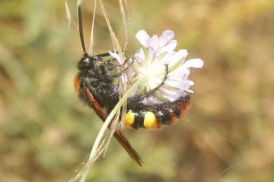  Megascolia maculata maculata (Drury, 1773)