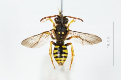  Nomada sexfasciata Panzer, 1799