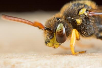  Nomada sexfasciata Panzer, 1799