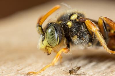  Nomada basalis Herrich-Schäffer, 1839