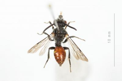  Nomada fabriciana (Linnaeus, 1767)
