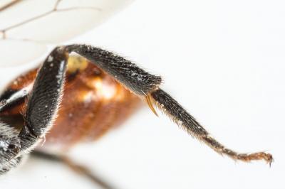  Nomada fabriciana (Linnaeus, 1767)