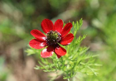 Goutte de sang, Adonis annuelle, Adonis d'automne Adonis annua L., 1753