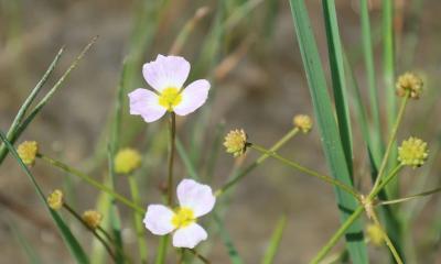 Flûteau fausse-renoncule, Baldellie fausse Renoncu Baldellia ranunculoides (L.) Parl., 1854