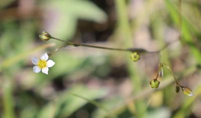 Lin purgatif Linum catharticum L., 1753