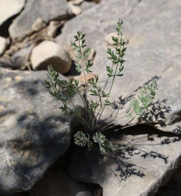 Boucage Tragium Pimpinella tragium Vill., 1779