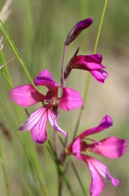 Glaïeul douteux Gladiolus dubius Guss., 1832