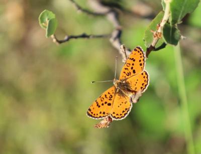 Mélitée orangée (La), Damier orangé (Le), Diane (L Melitaea didyma (Esper, 1778)