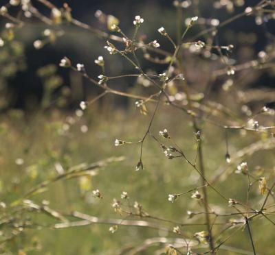 Petit pigamon, Pigamon mineur, Pigamon des dunes Thalictrum minus L., 1753