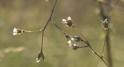 Petit pigamon, Pigamon mineur, Pigamon des dunes Thalictrum minus L., 1753