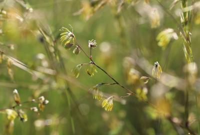 Petit pigamon, Pigamon mineur, Pigamon des dunes Thalictrum minus L., 1753