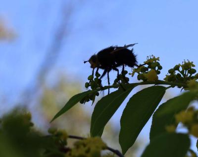  Tachina grossa (Linnaeus, 1758)