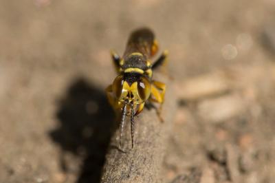  Dinetus pictus (Fabricius, 1793)