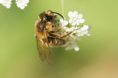 Andrena Fabricius, 1775