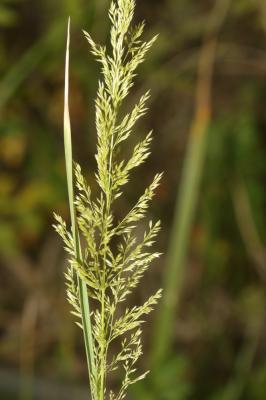 Agrostide stolonifère Agrostis stolonifera L., 1753