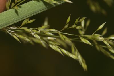 Agrostide stolonifère Agrostis stolonifera L., 1753