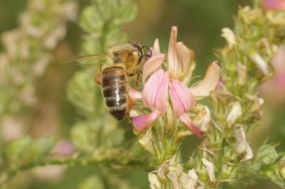 Abeille domestique, Abeille européenne, Abeille me Apis mellifera Linnaeus, 1758