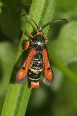 Sésie de l'Oseille (La) Pyropteron chrysidiforme (Esper, 1782)