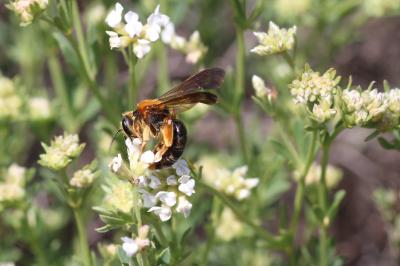  Andrena limbata Eversmann, 1852