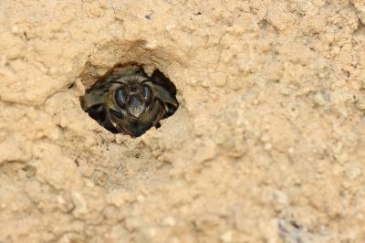  Anthophora Latreille, 1803
