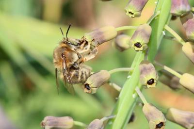 Anthophore de la sauge Anthophora salviae (Panzer, 1804)