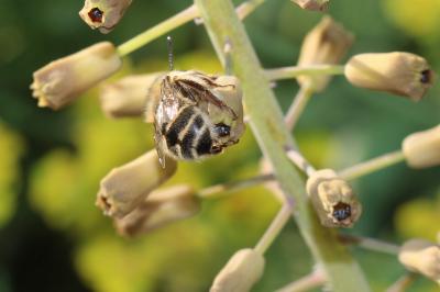 Anthophore de la sauge Anthophora salviae (Panzer, 1804)