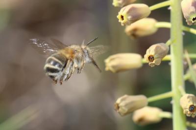 Anthophore de la sauge Anthophora salviae (Panzer, 1804)