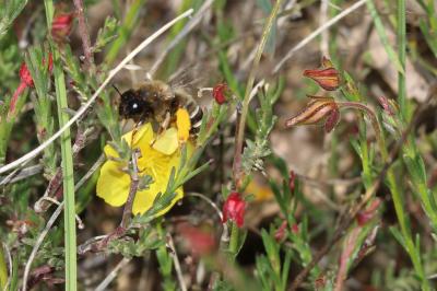  Eucera Scopoli, 1770