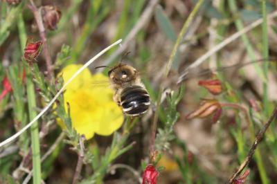  Eucera Scopoli, 1770