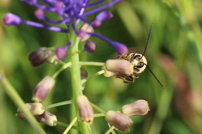  Eucera Scopoli, 1770