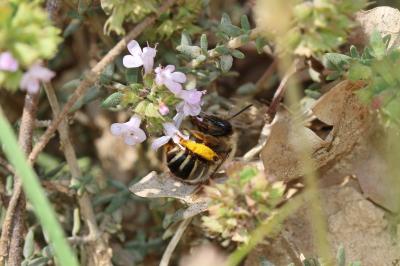  Eucera Scopoli, 1770