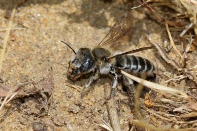  Hoplitis cristatula (van der Zanden, 1990)