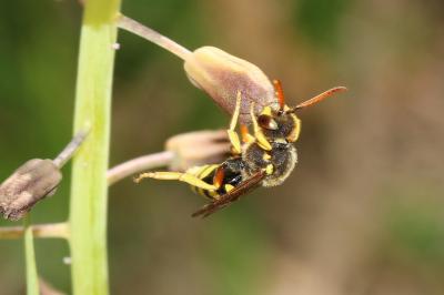  Nomada sexfasciata Panzer, 1799