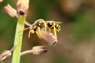  Nomada sexfasciata Panzer, 1799