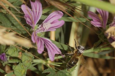 Abeille domestique, Abeille européenne, Abeille me Apis mellifera Linnaeus, 1758