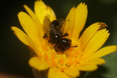  Panurgus calcaratus (Scopoli, 1763)