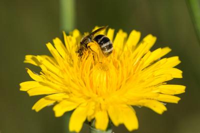  Lasioglossum Curtis, 1833