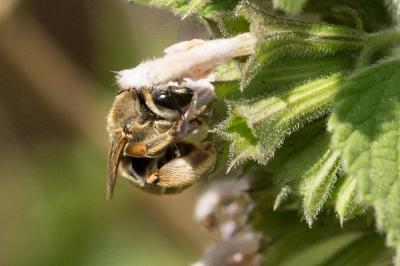Eucère grise Eucera cineraria Eversmann, 1852