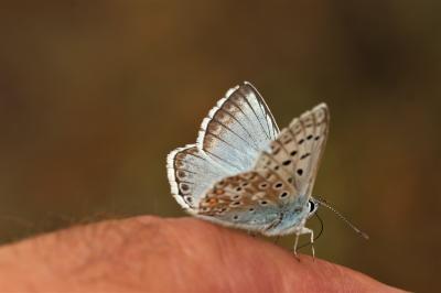 Bleu-nacré d'Espagne (Le) Lysandra hispana (Herrich-Schäffer, 1852)