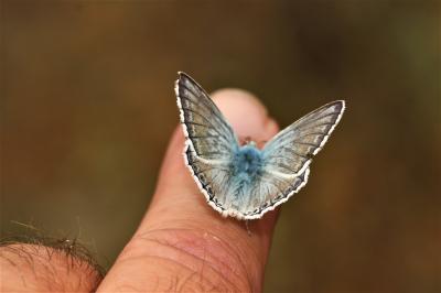 Bleu-nacré d'Espagne (Le) Lysandra hispana (Herrich-Schäffer, 1852)