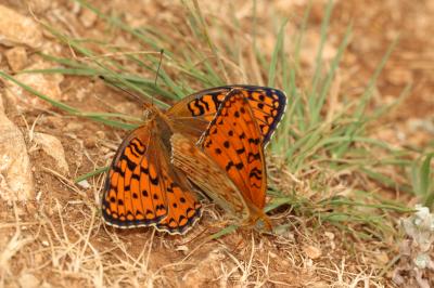 Chiffre (Le) Fabriciana niobe (Linnaeus, 1758)