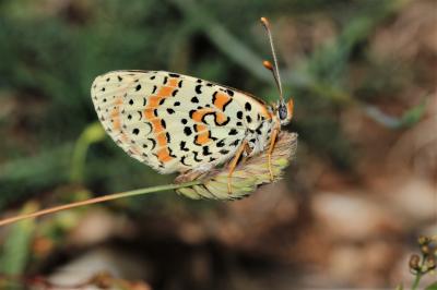 Mélitée orangée (La), Damier orangé (Le), Diane (L Melitaea didyma (Esper, 1778)