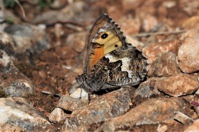 Agreste (L') Hipparchia semele (Linnaeus, 1758)