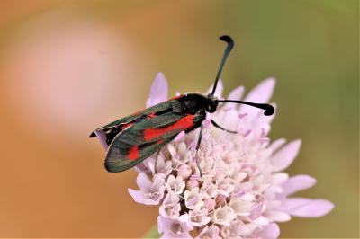 Zygène du Panicaut (La) Zygaena sarpedon (Hübner, 1790)