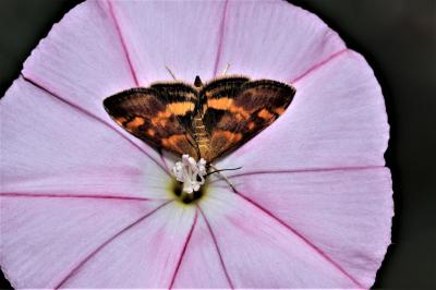  Pyrausta aurata (Scopoli, 1763)