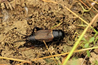 Grillon champêtre, Grillon des champs, Gril, Rique Gryllus campestris Linnaeus, 1758