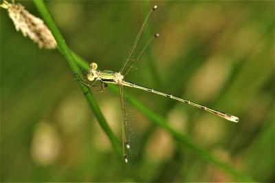 Leste sauvage Lestes barbarus (Fabricius, 1798)